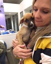 Stray Dogs Rescued from Puerto Rico Flown to New York Adoption Event