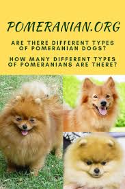 Pin On About Pomeranian Dogs