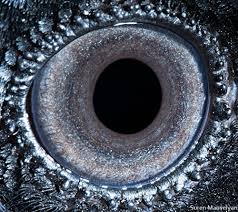 Maybe you would like to learn more about one of these? Close Up Photos Of Animal Eyes