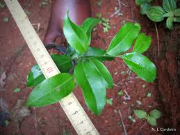 Image result for Drypetes gerrardii