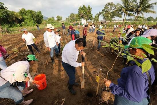 Pueblo y Gobierno de Tabasco logran la hazaña! Rebasan meta de 2.4 millones de árboles en la Jornada de Reforestación | Portal Tabasco