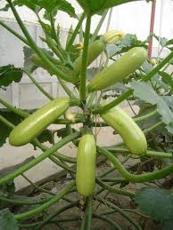This trick will be very beneficial because it increases the space of the garden and you can plant more veggies around the zucchini. How To Grow Zucchini On A Trellis Miss Chen Garden Manage Gfinger Is The Best Garden Manage App
