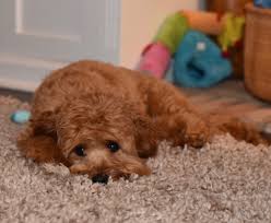 Customers describe sunshine acres as responsible, ethical, friendly and helpful, informative, and professional. Monarch Australian Labradoodles Your New Best Friend Is Here