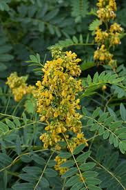 Image result for Senna floribunda