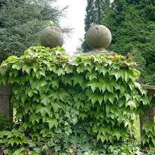 Image result for Parthenocissus
