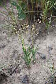 Image result for Chlorophytum gallabatense