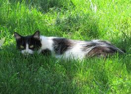 $100.00 deposit required to hold kitten. Marco S Web Log