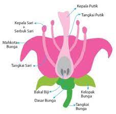Selain itu tugas mahkota juga melindungi alat reproduksi bunga (putik dan benang sari). Bagian Bagian Bunga Dan Fungsinya Idschool