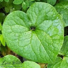 Image result for Aristolochiaceae