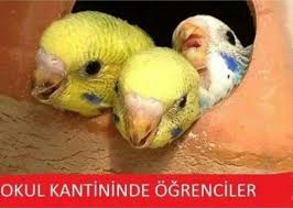 Simge Degirmenci Adli Kullanicinin Komik Panosundaki Pin 2020 Goruntuler Ile Komik Seyler Komik Hamsterlar