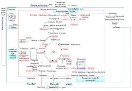 Check spelling or type a new query. Metabolites Free Full Text Advances Of Metabolomics In Fungal Pathogen Plant Interactions Html