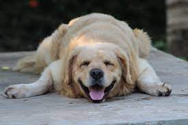 Is My Dog Sleeping Too Much Vet Help Direct