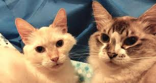 Savannah is a seven month old irresistible White/Gray Tabby with both  swirls and stripes, a gray tabby 'zorro' mask over her white face, pink  nose, and large ears. Savannah was discovered at