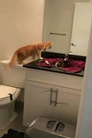 Pin By Zamira Akhmadova On Video Loving Animals Video In 2020 Cute Little Animals Cool Cats Crazy Cats