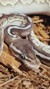 That is why albinos are normally patterned bright yellow with bright red eyes. Non Leucistic Ball Python Morph Combos With Blue Eyes