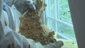 Maybe you would like to learn more about one of these? Entire Colony Of Honey Bees Found In St John S House