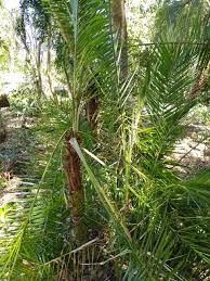 Image result for Butia
