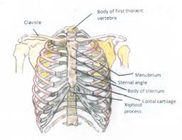 Ribs 2 through 7 have a more traditional appearance and become longer and less curved as they progress downwards. Thoracic Reconstruction Intechopen