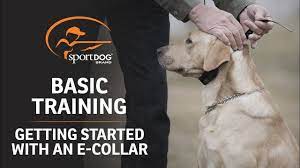 When using a shock collar to train a dog to come, the continuous shock feature is used. Basic Training Getting Started With An E Collar Youtube