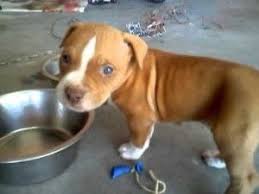 Red Nose Pitbull Puppies Philadelphia Cute Puppies Red Nose Pitbull Puppies Red Nose Pitbull Pitbulls