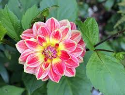 Join facebook to connect with bunga dahlia and others you may know. Bunga Dahlia Steemit