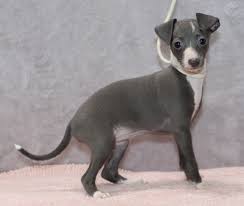 Marchwind Italian Greyhounds Puppies Page 2 Greyhound Puppy Italian Greyhound Puppies Italian Greyhound Dog