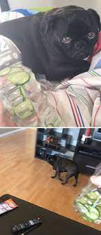 These Dogs Are Scared Of The Most Harmless Things 30 Funny Pictures Funnyfoto Dog So Cute Dog Thoughts Funny Animals