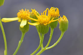 Image result for Senecio ruwenzoriensis
