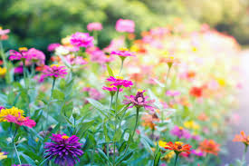 The perfect addition to your butterfly garden starts with these 5 flowers! Free Photo Butterfly Garden Butterfly Color Flower Free Download Jooinn