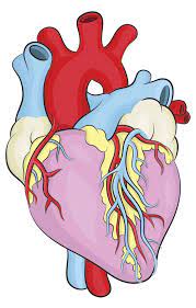 Painted anatomical heart | urban threads: Simple Human Heart Drawing Color Novocom Top