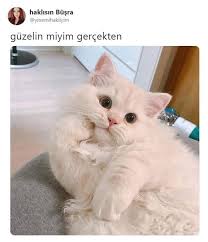 Bengu Adli Kullanicinin Beyin Panosundaki Pin Cute Kittens Komik Hayvan Fotograflari Kedi Kopek