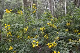 Maybe you would like to learn more about one of these? Shrub With Green Leaves And Yellow Flowers Clippix Etc Educational Photos For Students And Teachers