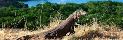Maybe you would like to learn more about one of these? Indonesia Nature Wildlife Tours Asia Tours