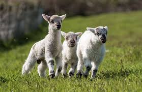 Les moutons sont bien gardes !!! Top 5 Des Meilleurs Animaux Pour Une Mini Ferme Depuis Mon Hamac