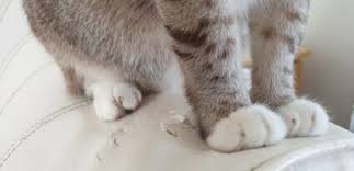 It is not very pleasant to see your favorite leather couch or sofa ripped and shredded by your pet. How To Stop Cat From Scratching Leather Sofa Cat Scratching Furniture Cat Proof Couch Cat Proofing
