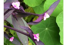 Da febbraio in poi produce tanti fiori gialli e al suo interno contiene sostanze con. Esposizione A Nord Quali Piante Usare Casafacile