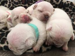 $750 stud fee located in freeport mi. French Bulldog Puppies For Sale Silver Hammer Frenchies
