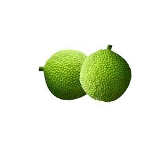 Image result for Moraceae