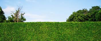 Wer ganz auf nummer sicher gehen möchte, kombiniert einfach beides: Hecke Richtig Planen Und Auswahlen Hagebau De