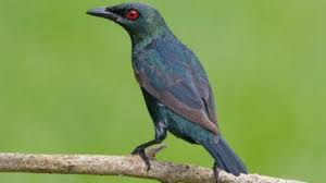 Sebagai jenis burung master, yuhina kalimantan bisa disebut sebagai guru dalam bernyanyi bagi murai batu, cucak jenggot, dan juga bagi burung kacer. Mengenal Cucak Keling Jenis Cucak Dengan Suara Melengking Dan Unik Arenahewan Com