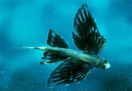 Top 10 Fastest Fish In The World Fish Ocean Animals Cool Sea Creatures