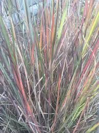 Image result for Schizachyrium