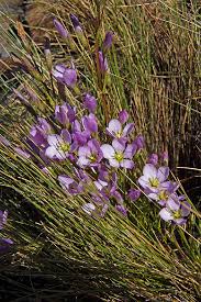 Image result for Tristicha