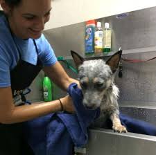 Dallas animal services's adoption process come visit us at 1818 n. Dallas Animal Shelter Overwhelmed With Cats And Dogs As Owners Return Their Pets Kwbu