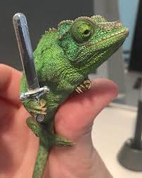 Chameleons Will Hold Onto Anything You Give Them Chameleon Memes Animals