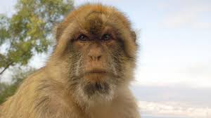 Bild von gibraltar (c) linda garrison. Affen Werden Im Alter Wahlerischer Tierwelt