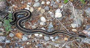 Likewise, if your yard is full of unrestricted rodent holes, you're more or less inviting snakes into the area. Home Remedies To Keep Snakes Away Top Repellents