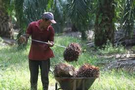 The all futures page lists all open contracts for the commodity you've selected. Cpo Futures Reverses Gains As India Puts Import Tax Cut Plans On Hold The Star