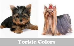 Yorkie Colors Change Picture Yorkshire Terrier Yorkie