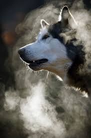 Frosty Morning At A Sled Dog Rally Kopek Kurt